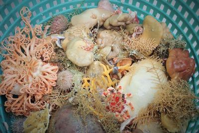 Scientists find nine new sponge species in glimpse of Alaska’s deep-sea diversity