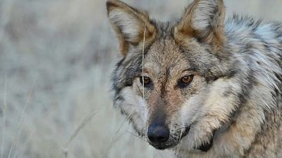 Italy and wolves: living with a growing population amid myths and alarmism