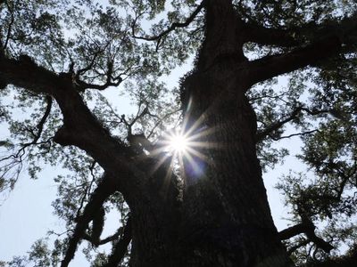 How a 133-year-old tree signed for Yellowstone Forest Reserve stalled a helicopter mission