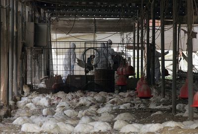 Seven Bird Flu Detections Since September 1 Hit Turkey Farms Across the Dakotas, Minnesota and Idaho