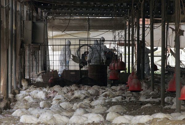 Seven Bird Flu Detections Since September 1 Hit Turkey Farms Across the Dakotas, Minnesota and Idaho