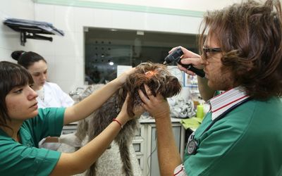 FDA Authorizes the First Screwworm Prevention Option for Dogs and Cats as Texas Detections Keep Growing
