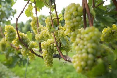 Earliest ever harvest for English wine maker after record hot weather