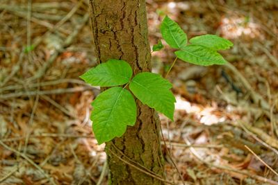 Never Burn This Plant When Cleaning Up the Yard — Even If It Looks Dead