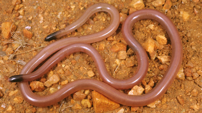 Meet Adrian Borsboom: Ecologist finds a worm-like snake; 34 years later, no one found another