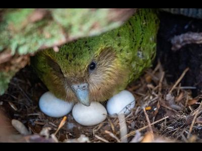 In 1995, only 51 kakapo were left, including just 20 females. Now, New Zealand’s rare flightless parrot has reached 325, but they don't breed every year
