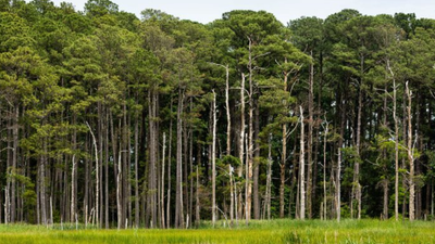 In 1990, Tennessee siblings planted 240 acres of former fields and pastures with loblolly pine...