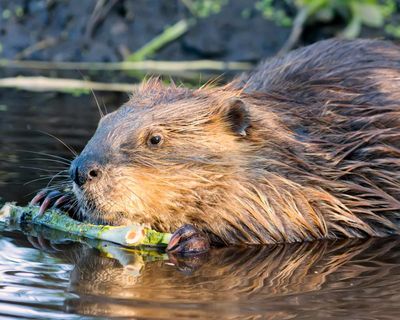 Maryland boy recovering from surgeries after rabid beaver attack at state park