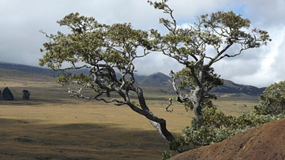Scientists planted 150,650 koa trees, and endangered birds moved right in