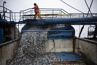 El Niño Hits Peru and Chile, Threatening Fishmeal Supplies and Raising Food Prices Worldwide