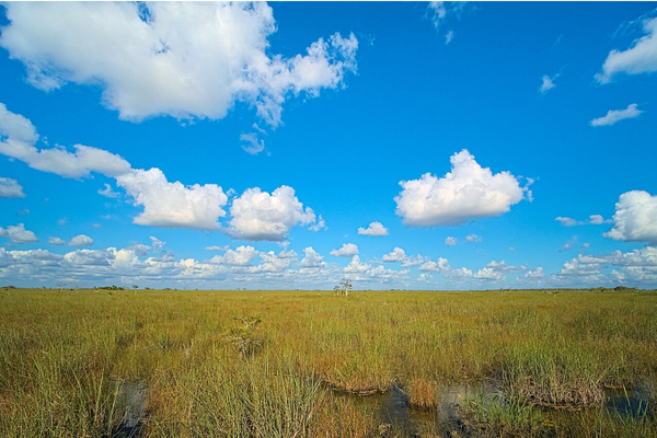 Florida Dad Allegedly Drags Baby and Toddler Into Alligator-Prone Swamp While Fleeing Police After DUI Crash