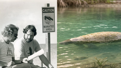Jimmy Buffett helped make Florida manatees a conservation symbol