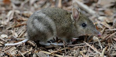 Our new research shows humans have maligned bandicoots for decades, making them more vulnerable to extinction