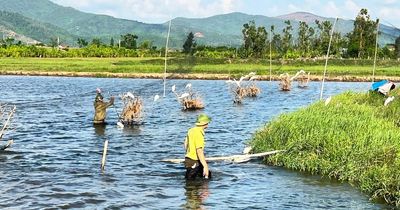 Phá ‘ma trận’ bẫy bắt chim trời, bảo vệ đàn chim mùa di cư