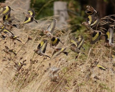 Country diary: Goldfinches and grasses, together in an explosion of movement