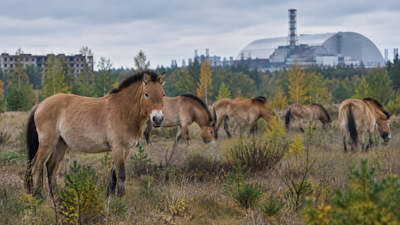 In 1998, 31 Przewalski’s horses entered Chernobyl and reached 137 by 2018