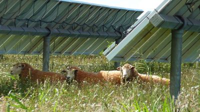 Texas farmer swaps cotton for sheep grazing, turning a $200,000 loss into $300,000 profit
