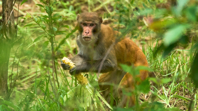 Nepal farmers lose up to 90% maize to wildlife; 12 documents needed for Rs 10,000 relief