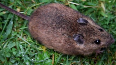 Mouse Population Shift: St Kilda evacuation erased house mice; field subspecies filled the homes