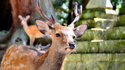 Deer Herd May Face Culling: Feral sika overrun Anma Island; ministry plans harmful wildlife tag