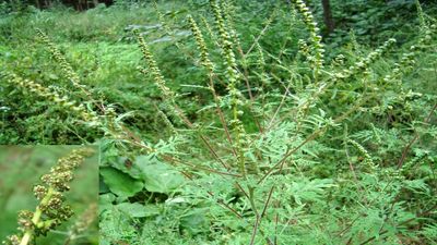 Ragweed’s Lasting Allergy Toll: Invasive weed hitchhiked with postwar aid; Japan still breathes it in