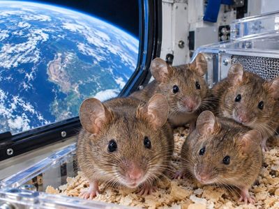 In 2025, China sent four mice to Tiangong for about two weeks; one female later produced three litters of 9, 10, and 9 pups after returning to Earth
