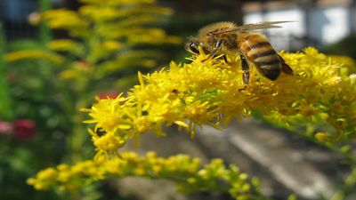Invasive Goldenrod Dilemma: Bee plant overruns Japan’s grasslands; scientists weigh control costs