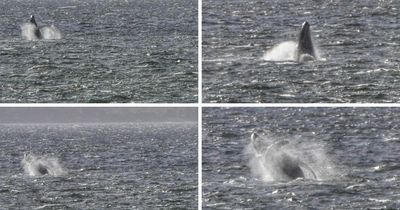 Whale watchers delight as humpbacks spotted off Scotland's west coast
