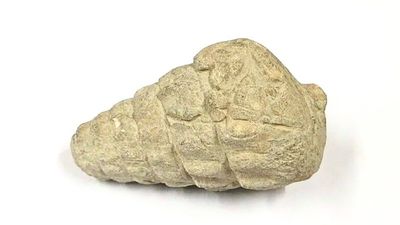 A 66-million-year-old gastropod fossil was found at a 5,000-year-old settlement in Ankara