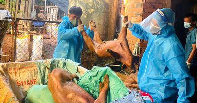Tiêu hủy đàn heo mắc dịch tả heo châu Phi ở xã Xuân Sơn, TP.HCM