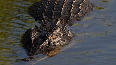 Zoo slams 'reckless' teens after alleged croc assault