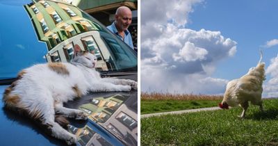 26 Times Animals Stole The Show In Jeffrey De Keyser’s Street Photography