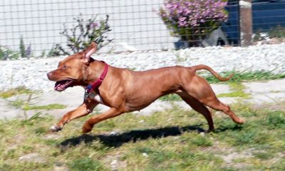 11-Year-Old Boy Miraculously Survived After Being Mauled by Three Pit Bulls in Georgia