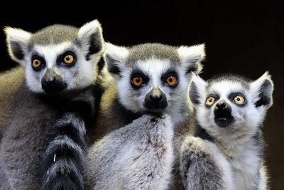 Zoo owned by India’s richest family denies acquiring stolen lemurs