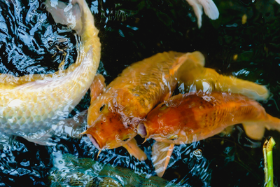 Man Having Sex With Koi Fish Arrested After Hidden CCTV Footage Exposes Private Pond Assault