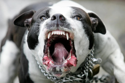 Georgia Boy Survives Three-Dog Attack After Best Friend Stays To Help