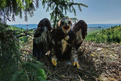 Judi Dench and Sam Heughan name fledgling eagles in conservation project