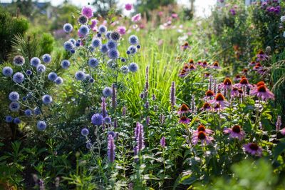 Before Spending $200 on Fall Plants, See What You Can Divide for Free