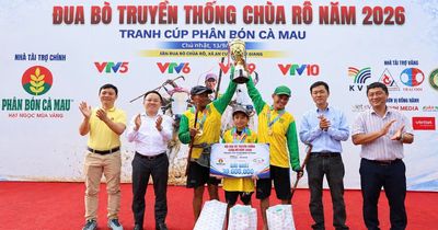 Hội đua bò Chùa Rô 2026 sôi động với 32 đôi bò tranh tài