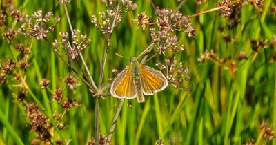 Rare butterfly spotted near Loch Lomond for the first time