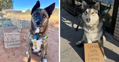 44 Adoptable Dogs With Funny Signs That Show Off Their Personalities, Shared By “Dog With Sign”