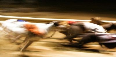 Greyhound racing just turned 100, and says its dogs are fine. But are they?