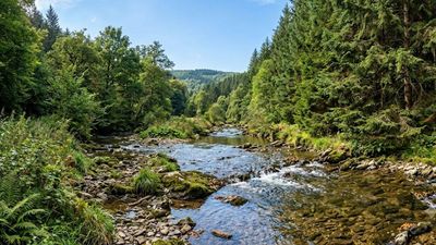 France planted Douglas-fir forests; streams later showed up to 10 times more nitrate