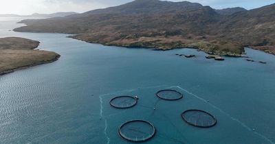 Scottish island fish farm confirms nearly 50 per cent mortality rate
