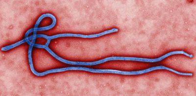 How bacteria hijack viruses to shuffle their own DNA