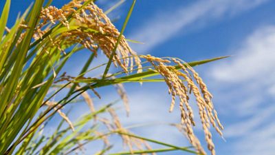 Japan turns rice waste into organic ethanol for cosmetics and household products
