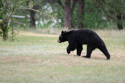 Sleeping teen and camper wounded as Colorado bear attacks reach record high