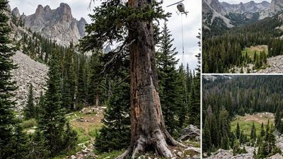 133-year-old historic tree may be removed by helicopter from a US forest