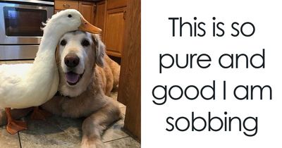 79 Times Dogs Were So Hilariously Adorable That They Got Turned Into Memes