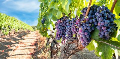 Climate change is putting the squeeze on the world’s grapegrowers: new research